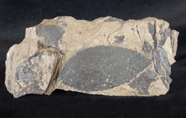 Fagus sylvatica (LINNAEUS 1755) - Bild &copy; FossNet FossilienStore